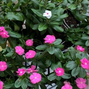 Meet your Posher, Donna